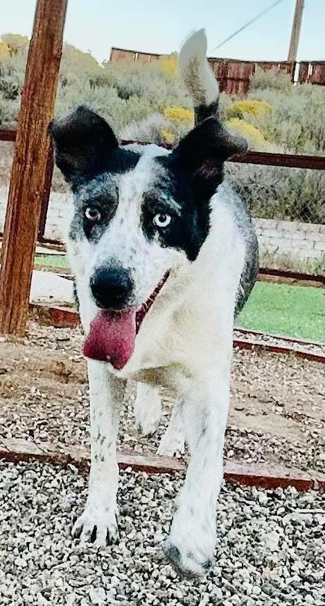 Fancy, a Adoptable mixed breed in Bakersfield, CA image 1/5
