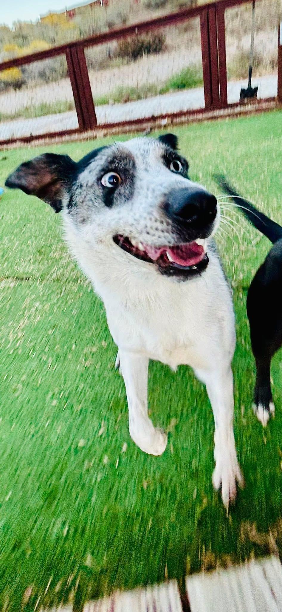 Fancy, Adoptable, Adult Female Australian Shepherd & Bearded Collie.