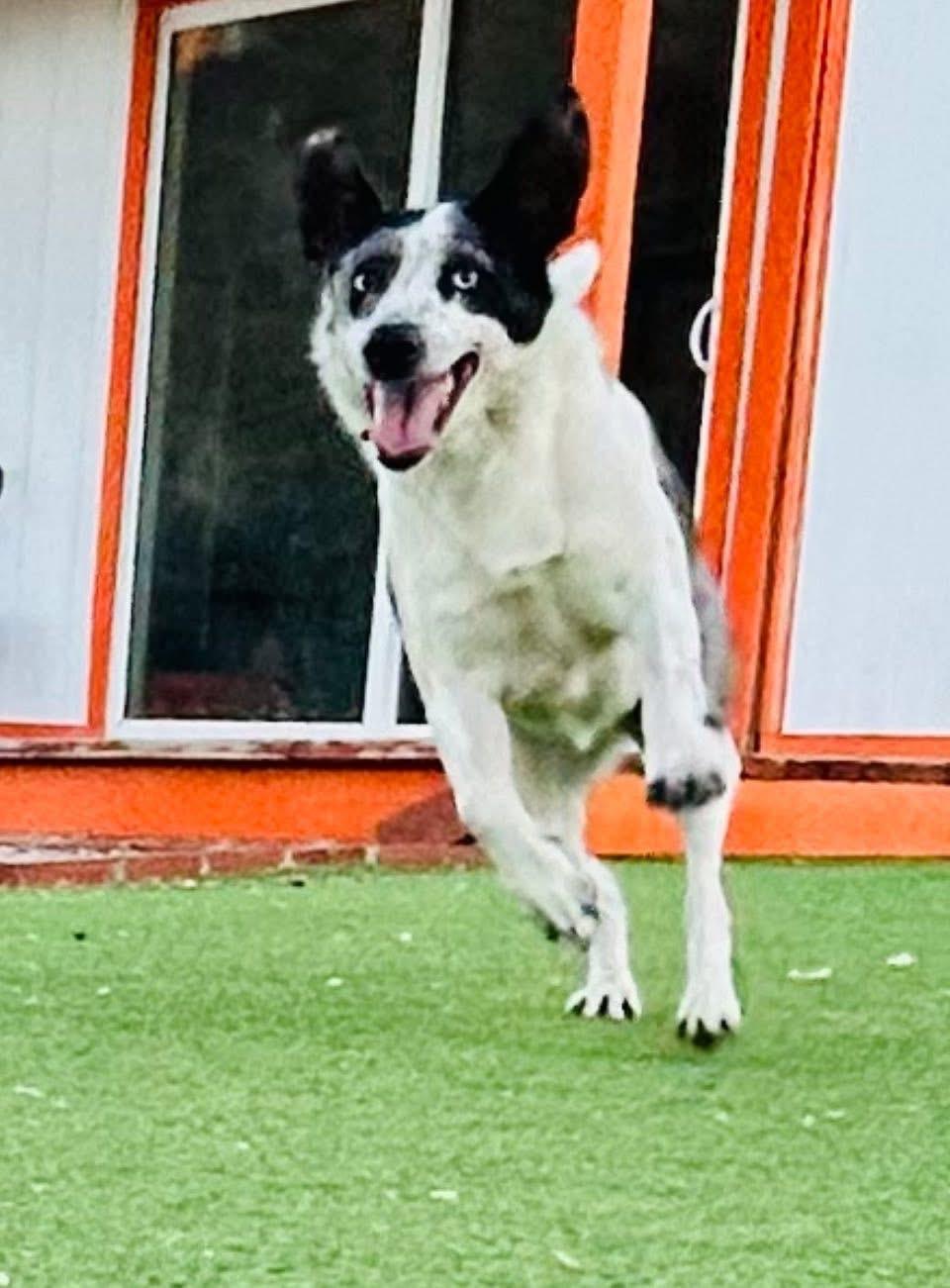 Fancy, a Adoptable mixed breed in Bakersfield, CA image 5/5