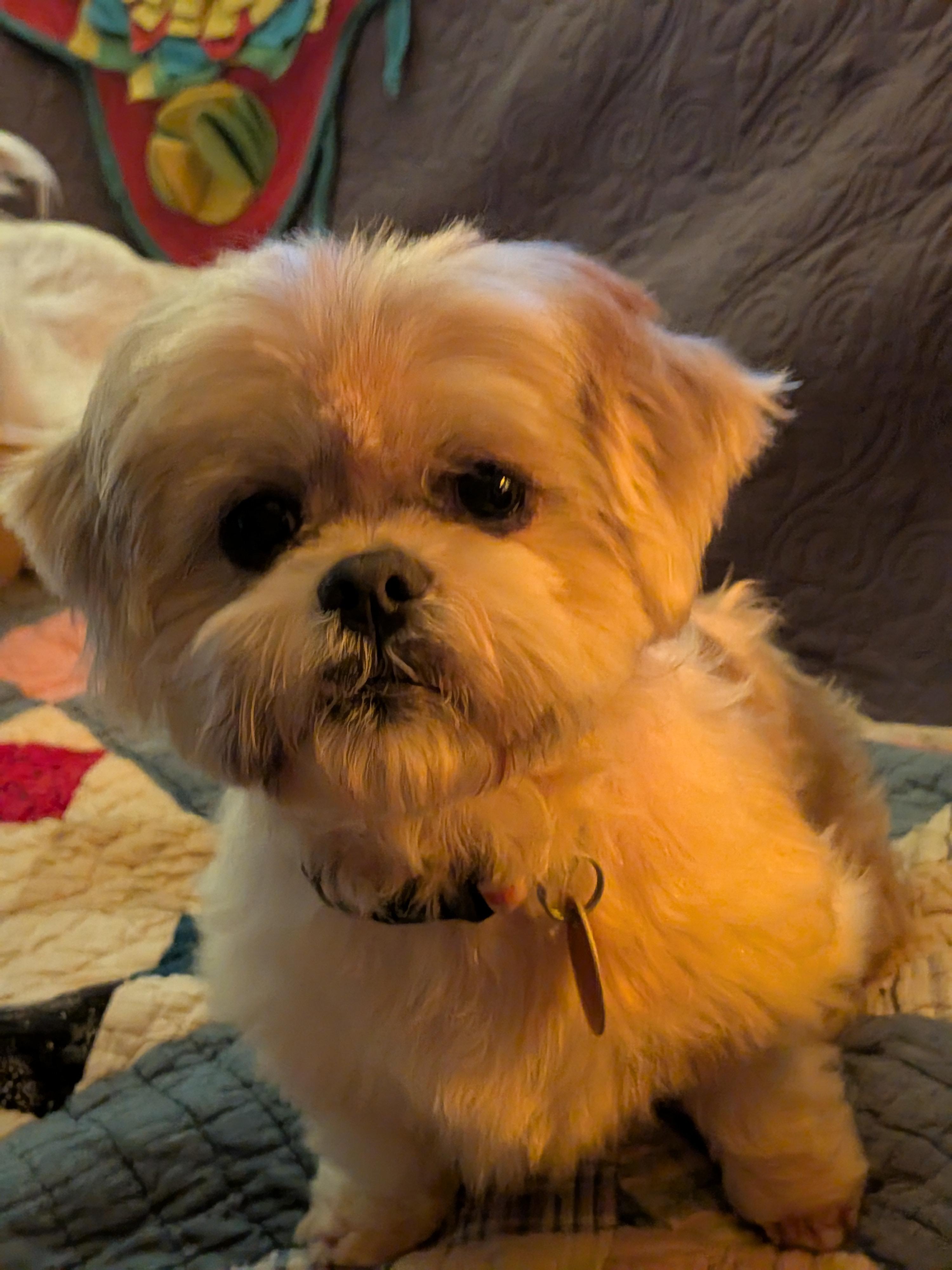 Callie (TN), adopted, Adult Female Shih Tzu.