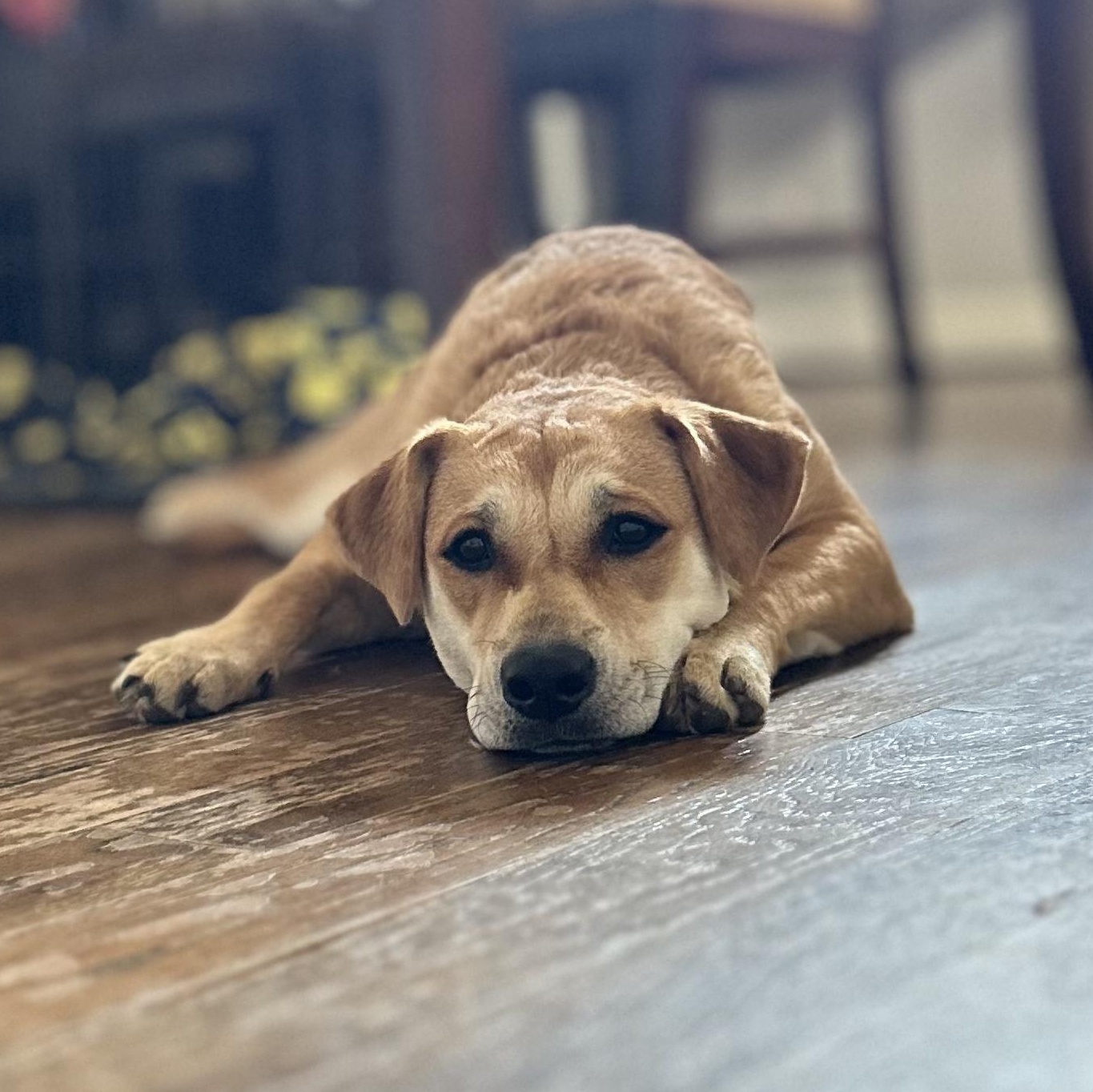 Jolene — thumbnail 2