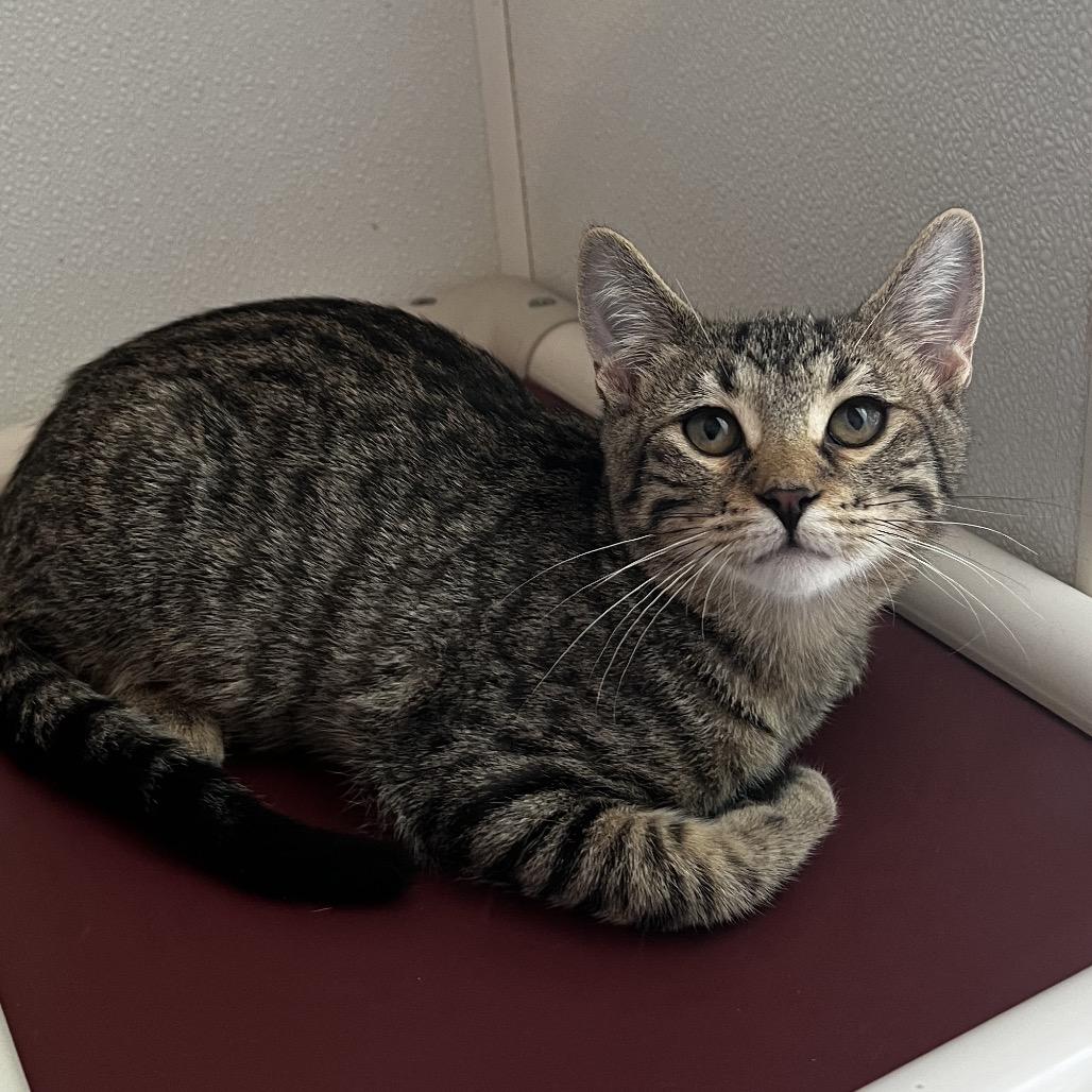 Will Furrell, Adoptable, Kitten Male Domestic Short Hair.