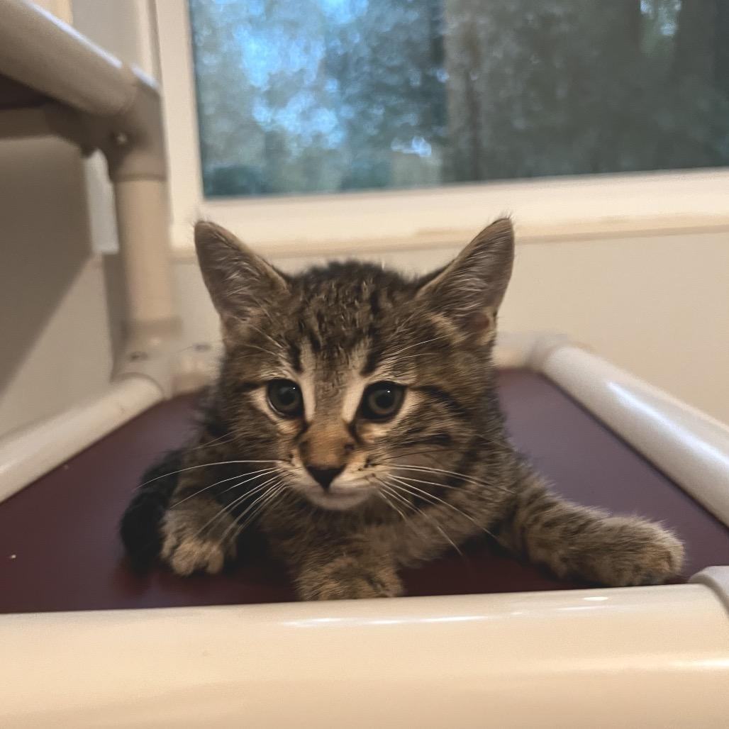Enlarge Will Furrell, a Adoptable Domestic Short Hair in Brighton, MO image 2/2