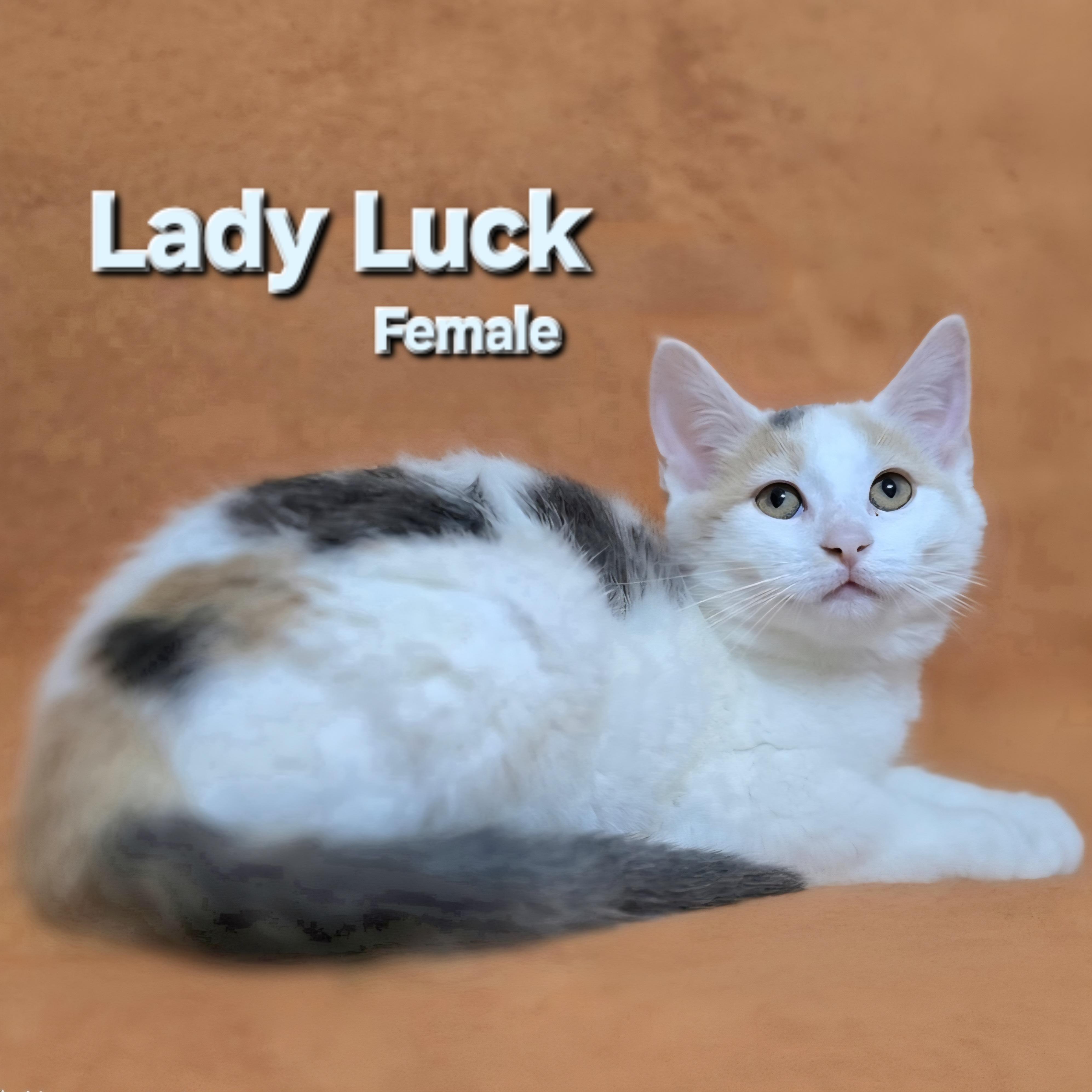 Lady Luck