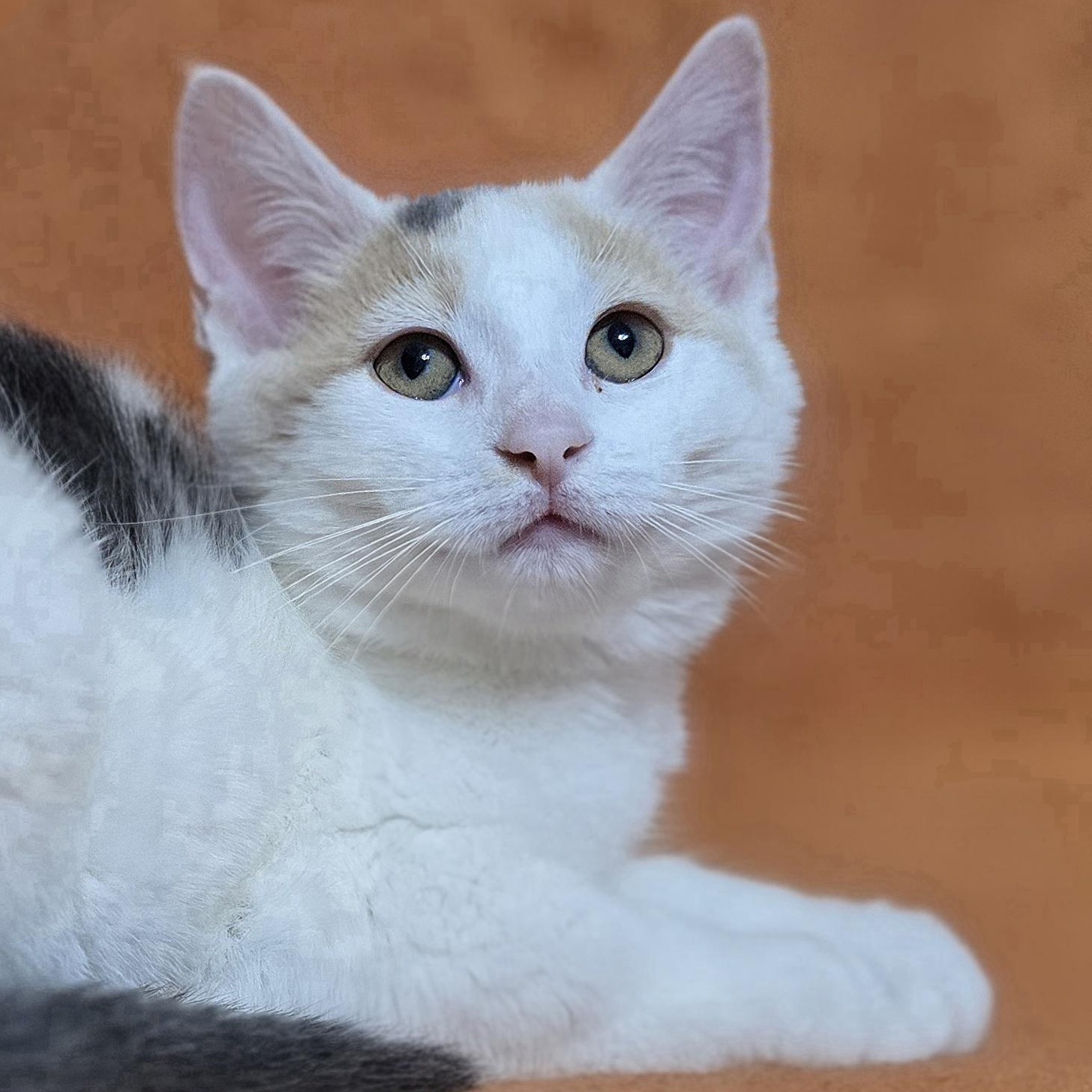 Lady Luck, Baby Female Dilute Calico