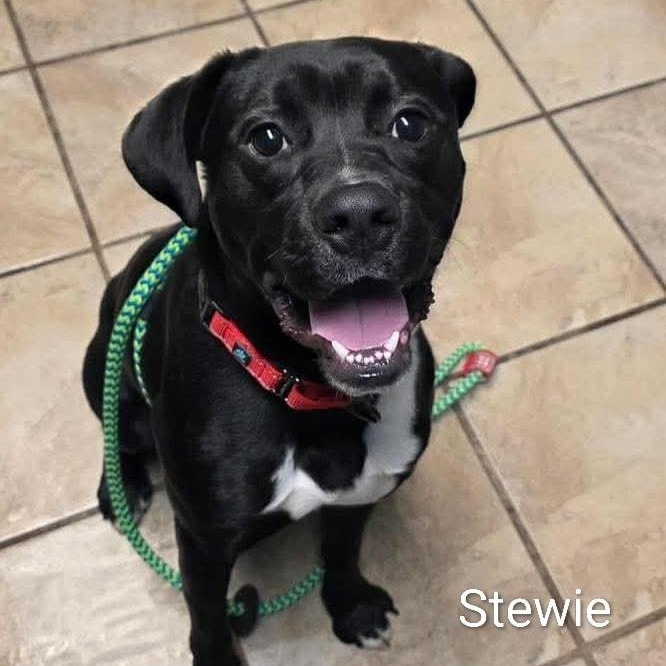Stewie