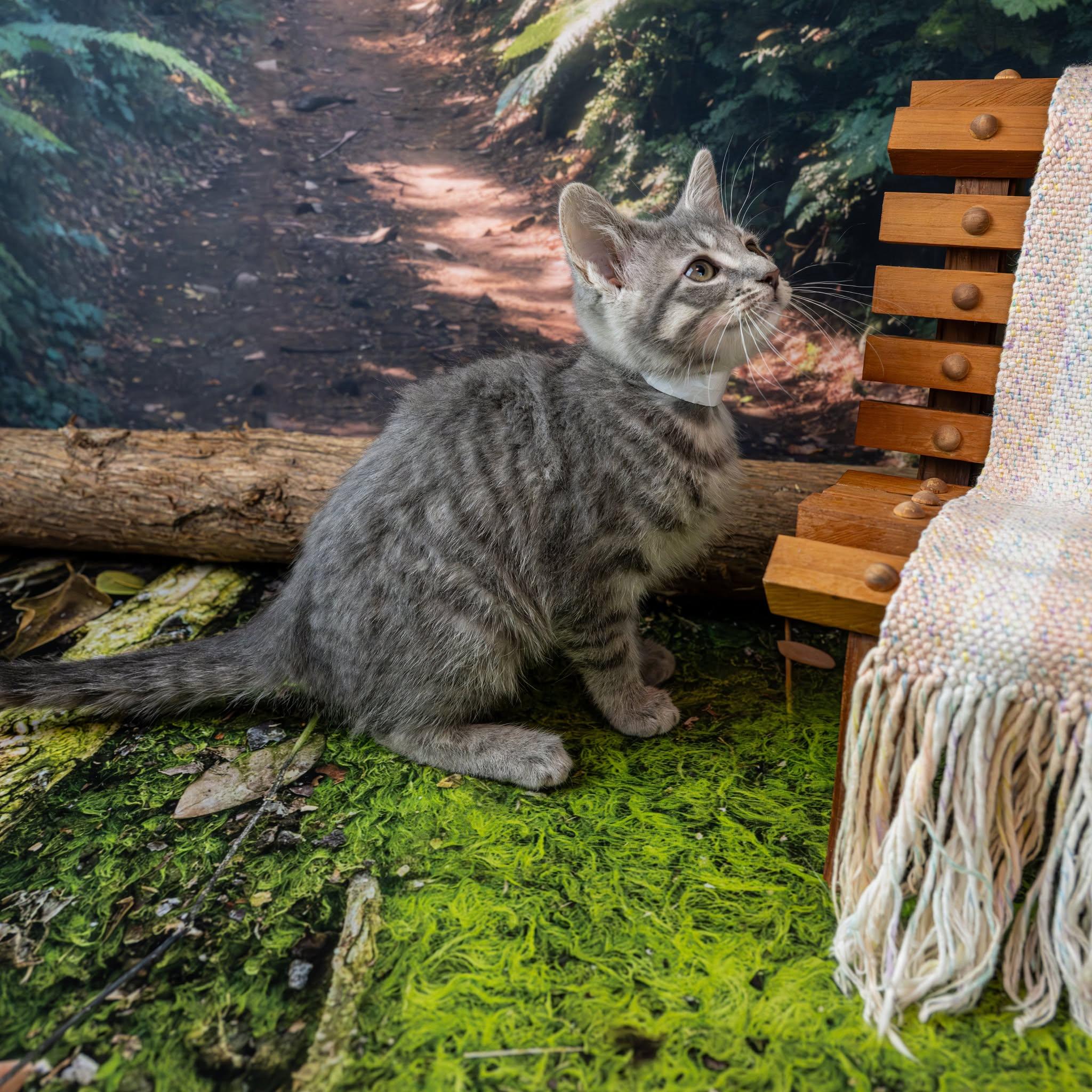 Enlarge Diamond, an adopted Domestic Short Hair in Lapeer, MI image 2/2
