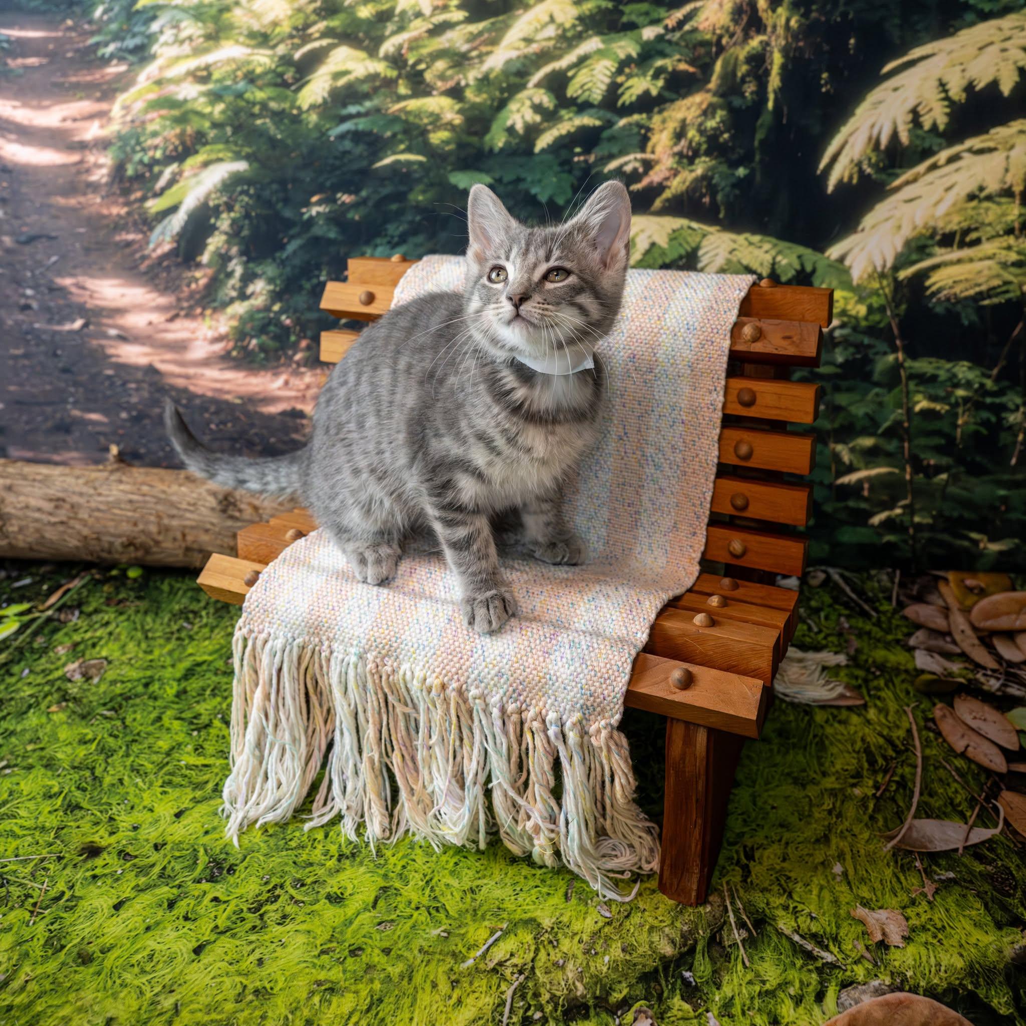 Enlarge Diamond, an adopted Domestic Short Hair in Lapeer, MI image 1/2