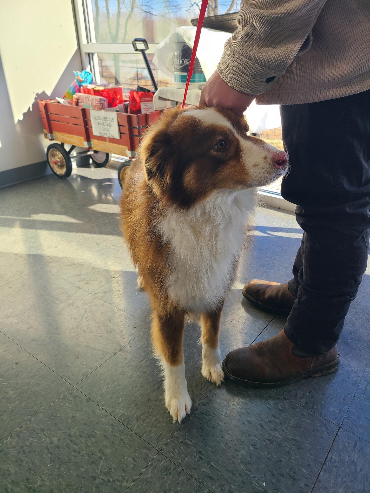Enlarge Scooter, an adopted Australian Shepherd in Shelbyville, IN image 1/2