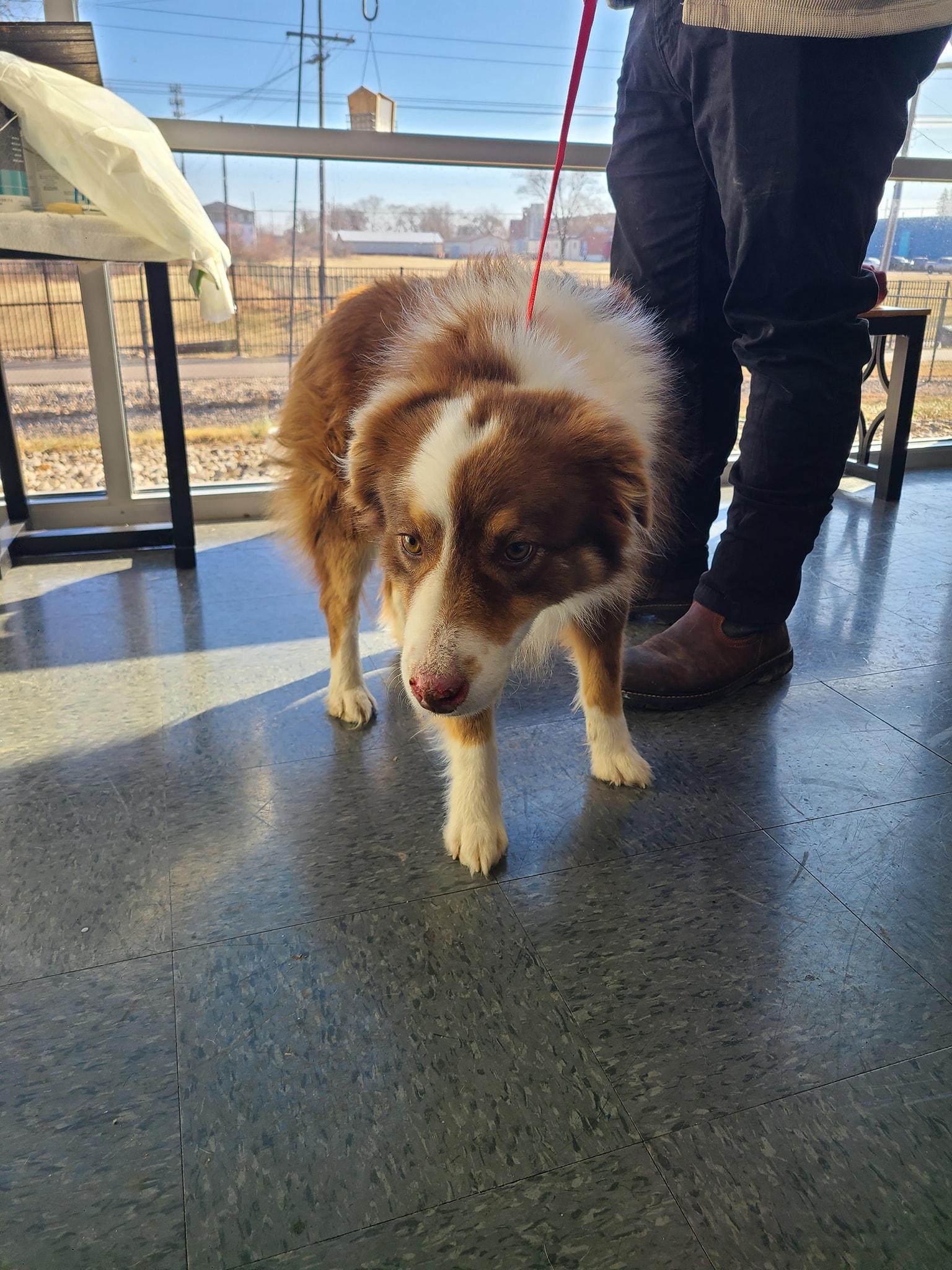 Enlarge Scooter, an adopted Australian Shepherd in Shelbyville, IN image 2/2