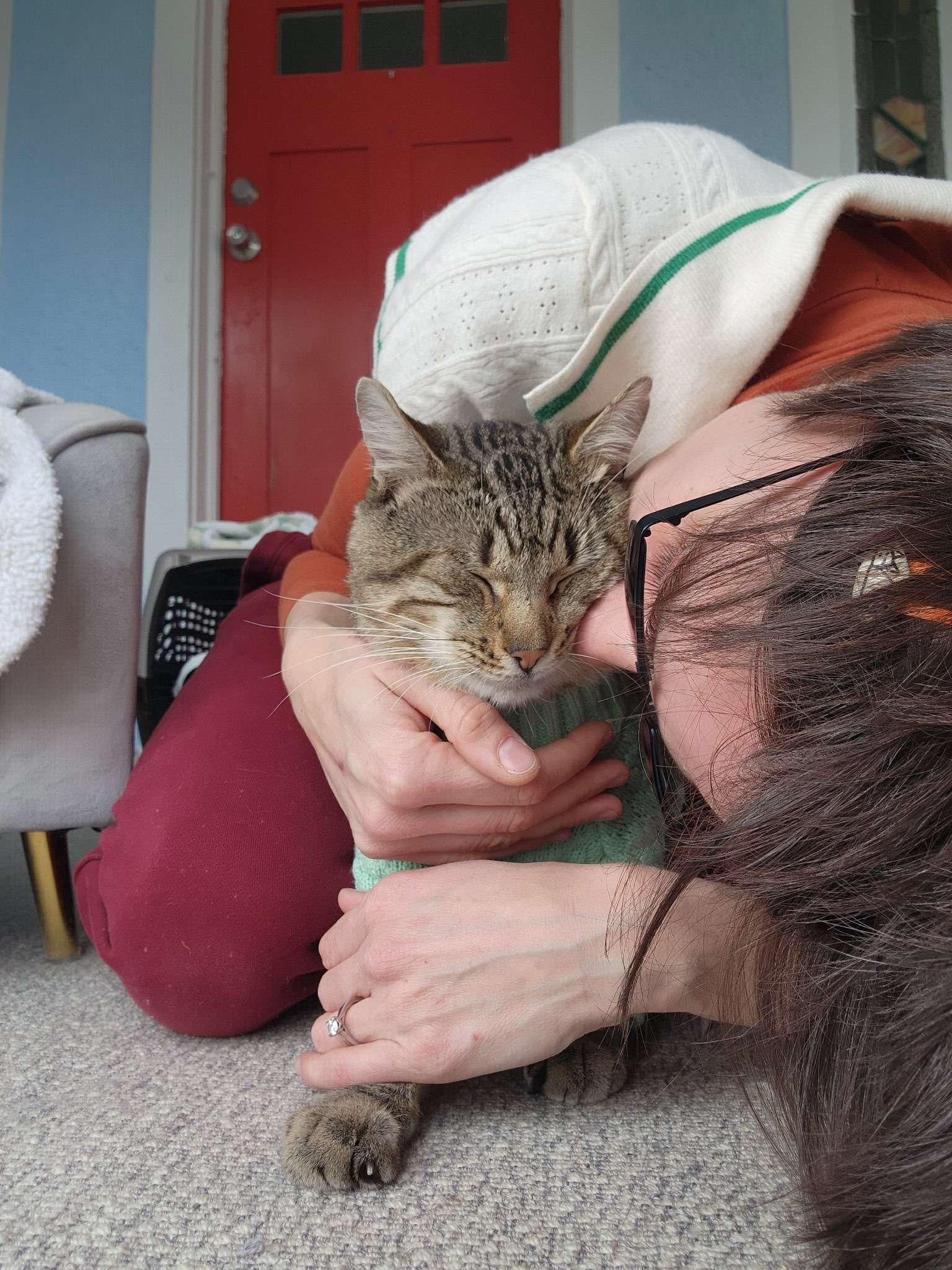 North, ADOPTABLE, Adult Male Domestic Short Hair.