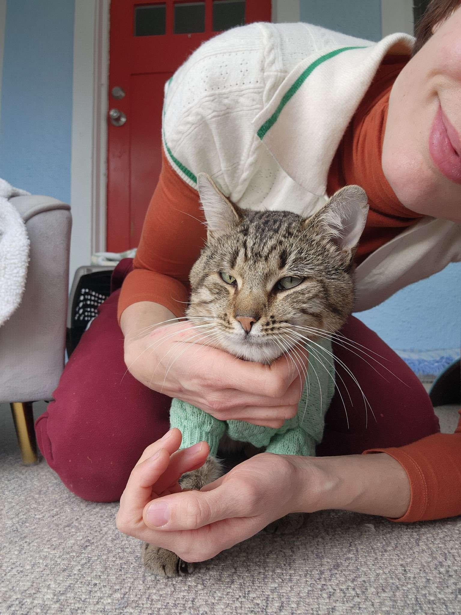 North, ADOPTABLE, Adult Male Domestic Short Hair.