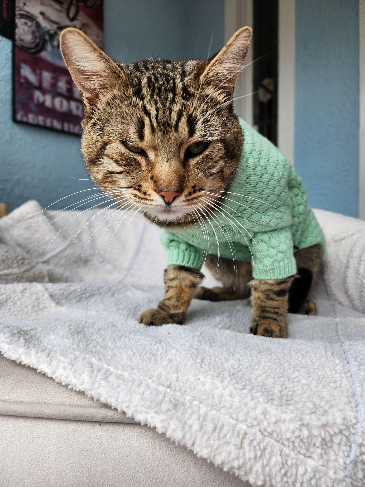 Enlarge North, a ADOPTABLE Domestic Short Hair in Piscataway, NJ image 3/4