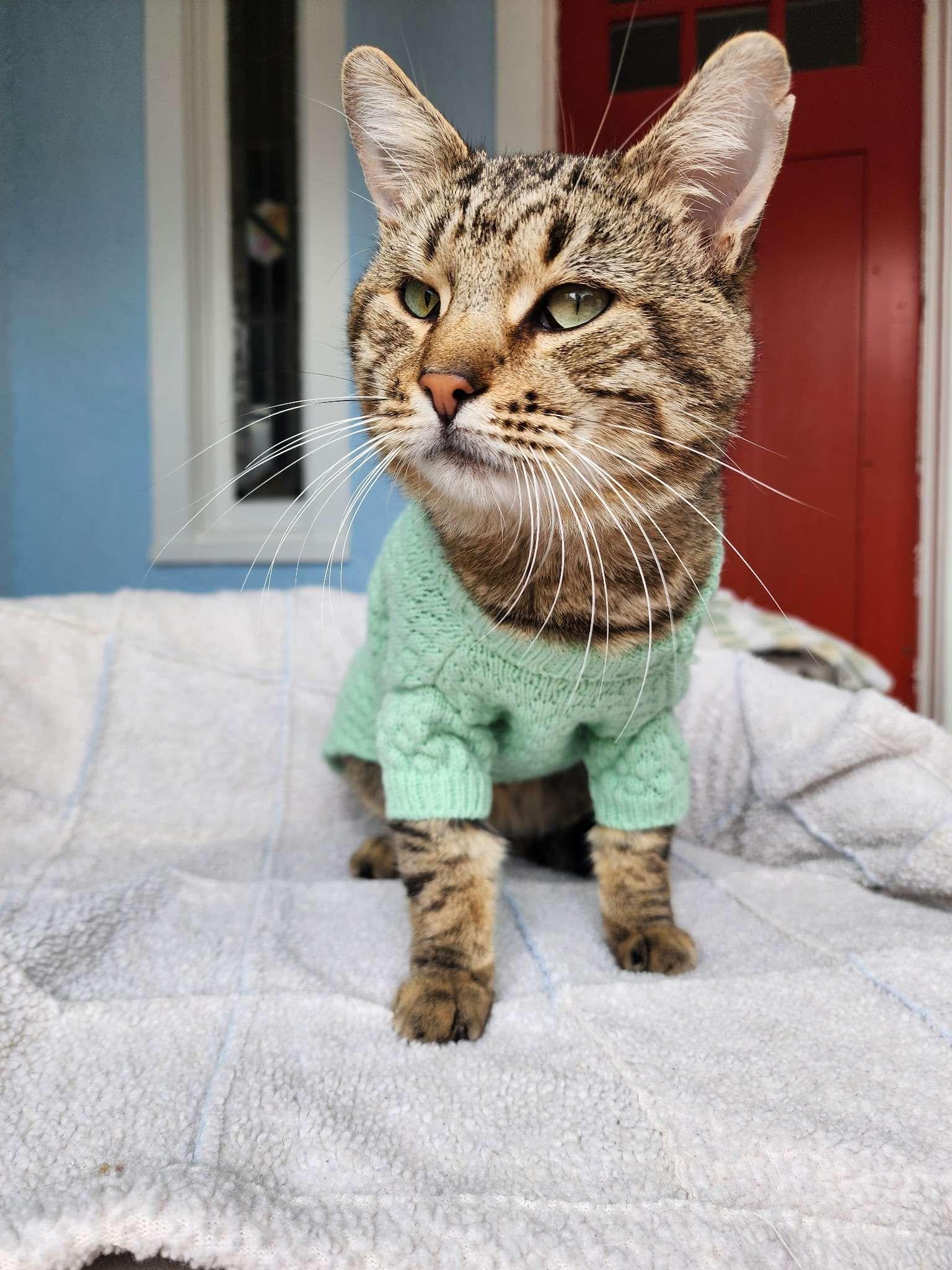 Enlarge North, a ADOPTABLE Domestic Short Hair in Piscataway, NJ image 4/4