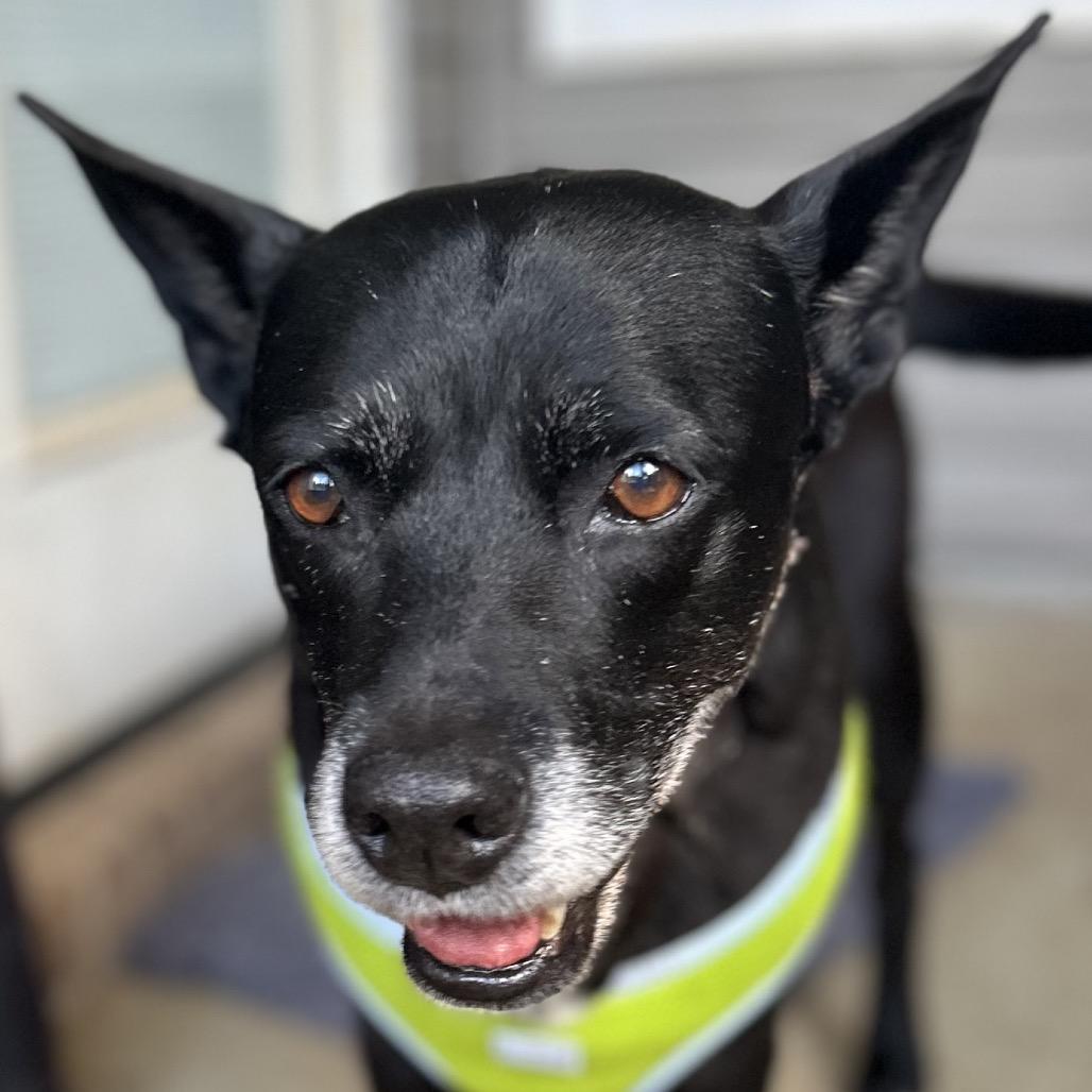 Trixie, Adoptable, Senior Female Black Labrador Retriever & Shepherd.