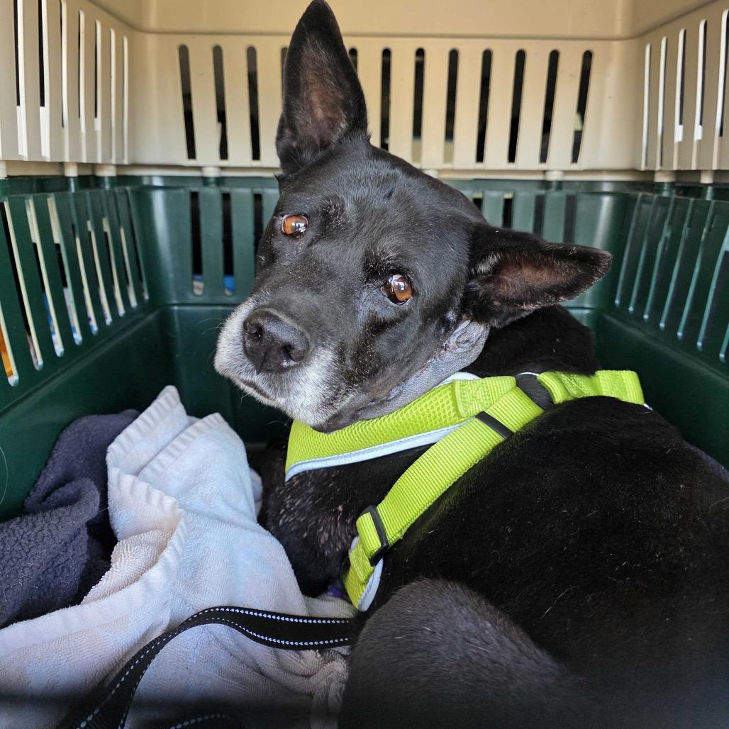 Enlarge Trixie, a Adoptable mixed breed in Valdosta , GA image 2/6