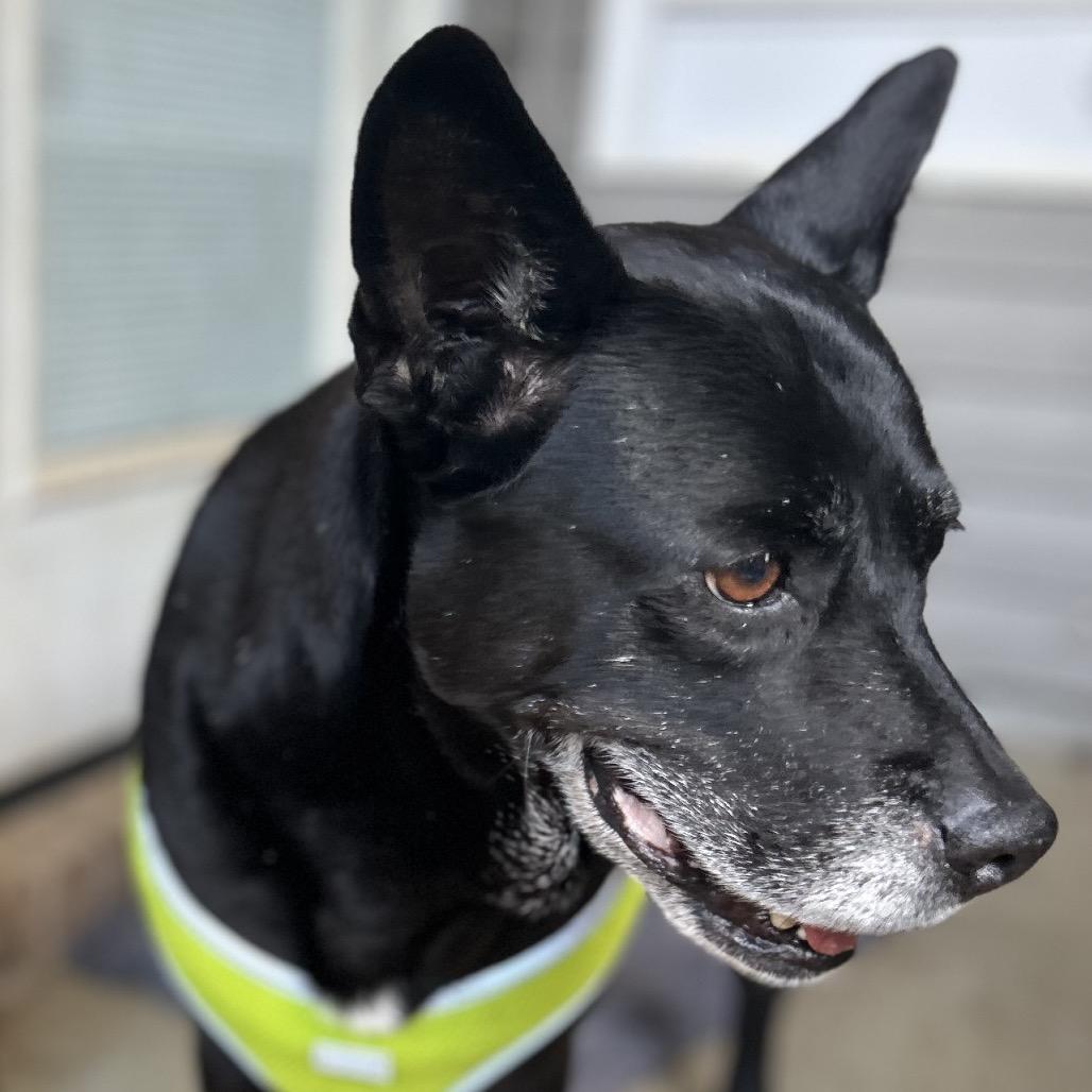 Enlarge Trixie, a Adoptable mixed breed in Valdosta , GA image 3/6