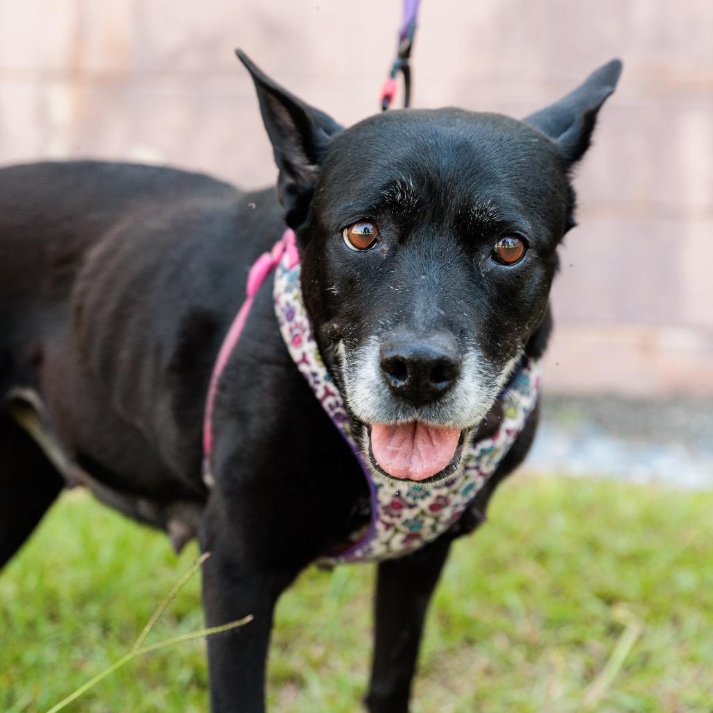 Enlarge Trixie, a Adoptable mixed breed in Valdosta , GA image 4/6