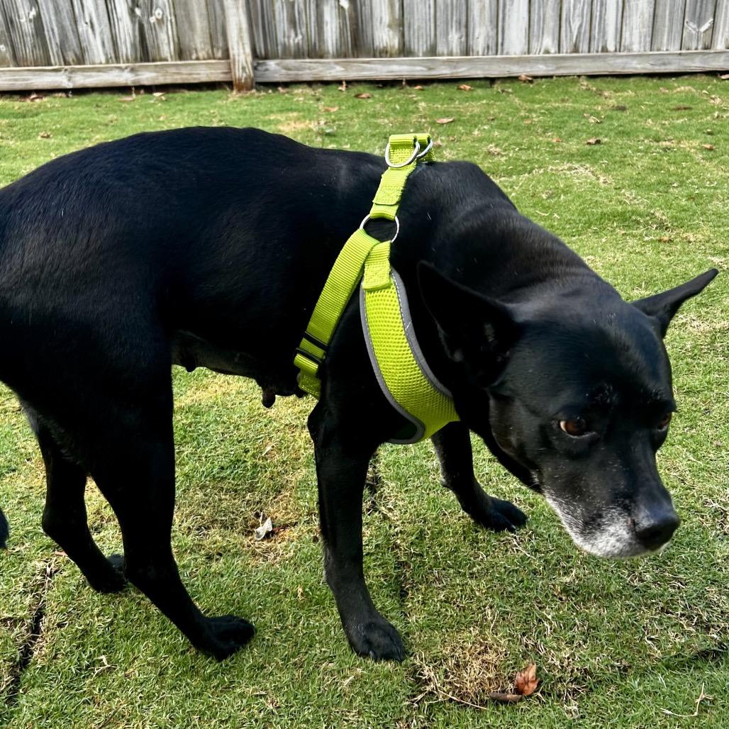 Enlarge Trixie, a Adoptable mixed breed in Valdosta , GA image 4/6