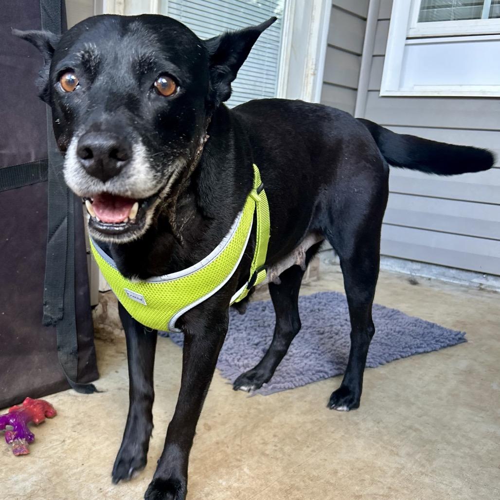 Enlarge Trixie, a Adoptable mixed breed in Valdosta , GA image 5/6