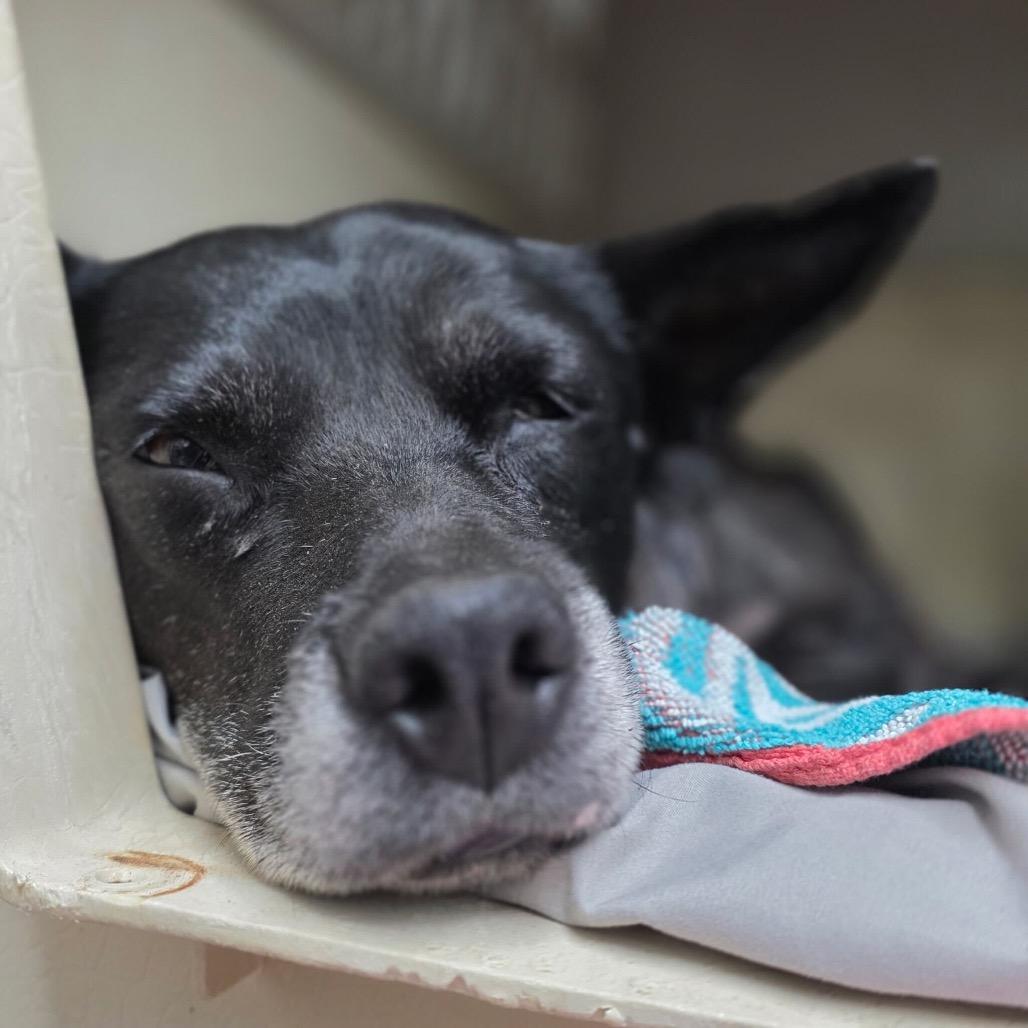 Enlarge Trixie, a Adoptable mixed breed in Valdosta , GA image 6/6