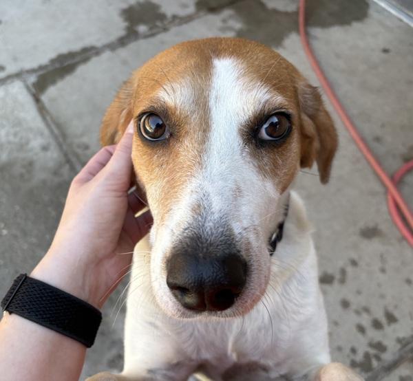 Enlarge Luci, a Adoptable mixed breed in Sioux City, IA image 4/6