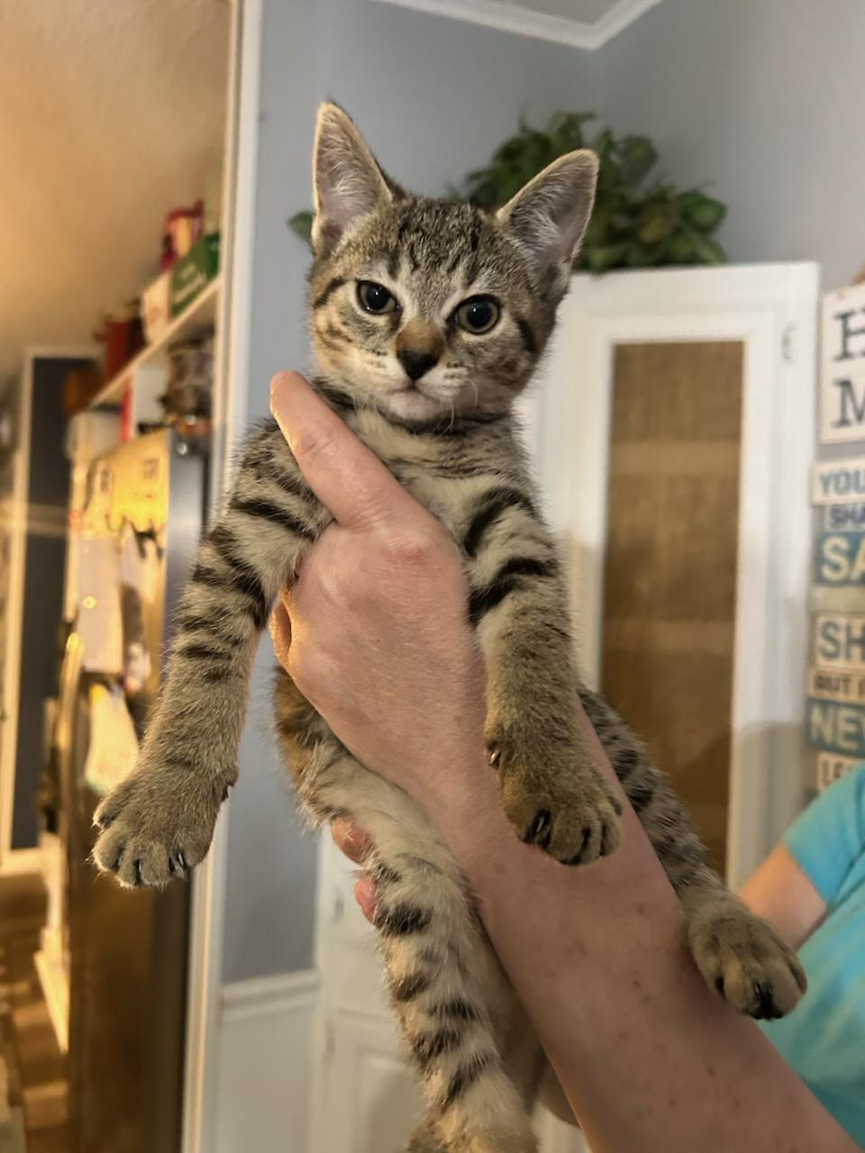 Sophia, Adopted, Kitten Female Domestic Short Hair.