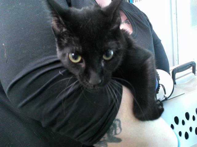 Enlarge A466884, a Adoptable Domestic Short Hair in Oklahoma City, OK image 1/1