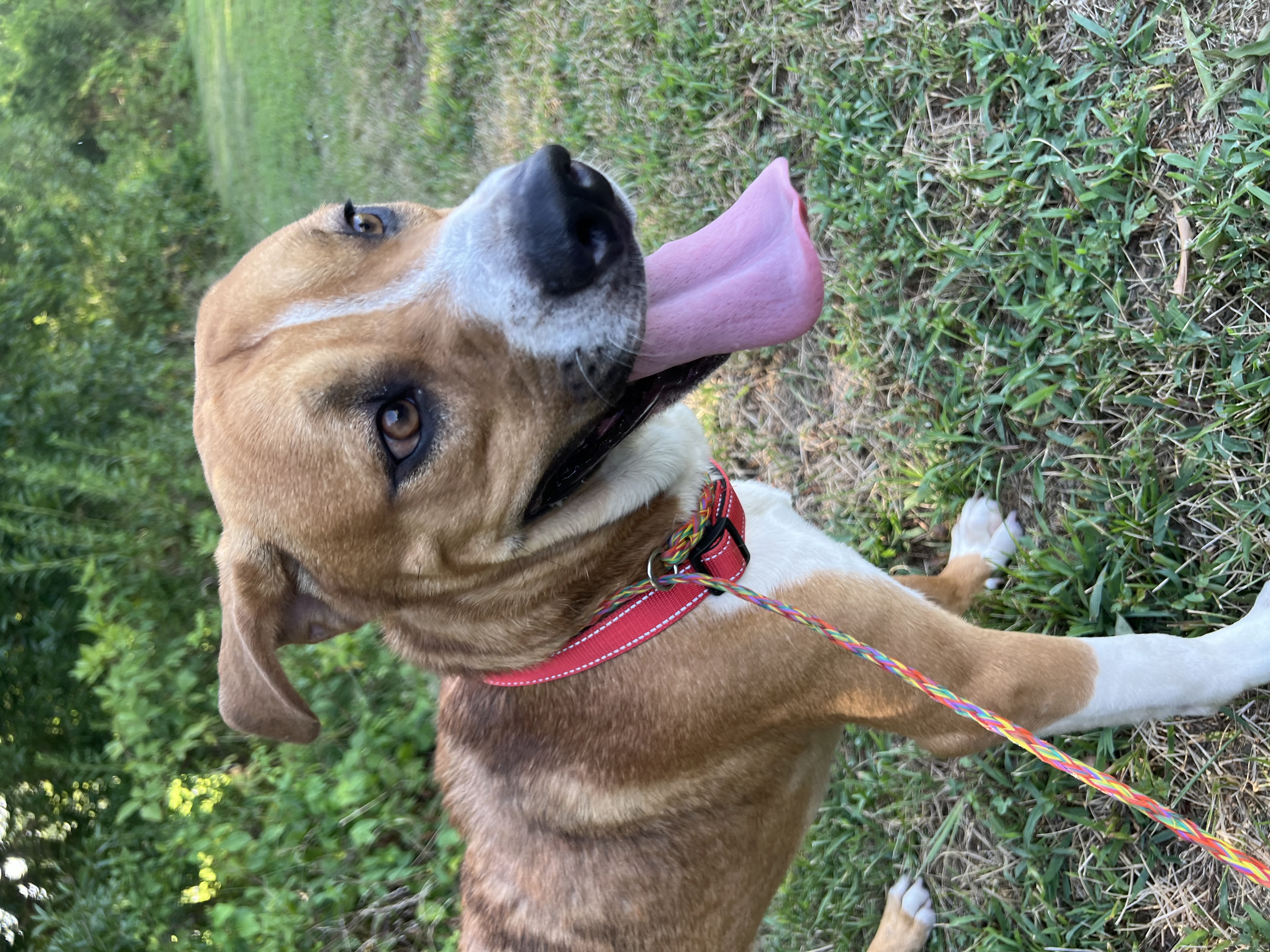 Dog for adoption Tommy, a Beagle Mix in Charlotte, NC Petfinder
