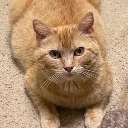 STEPHANIE, a Adoptable mixed breed in Panora, IA image 2/5