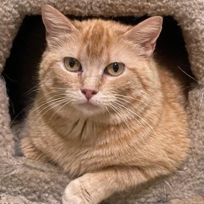 STEPHANIE, Adoptable, Adult Female Domestic Short Hair & Tabby.