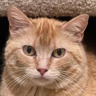 STEPHANIE, a Adoptable mixed breed in Panora, IA image 3/5