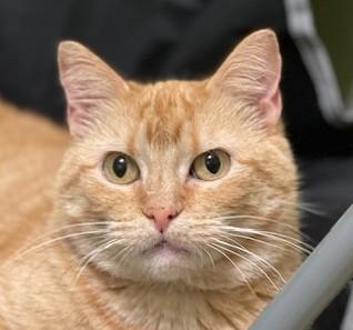 STEPHANIE, adoptable, Adult Female Domestic Short Hair & Tabby.
