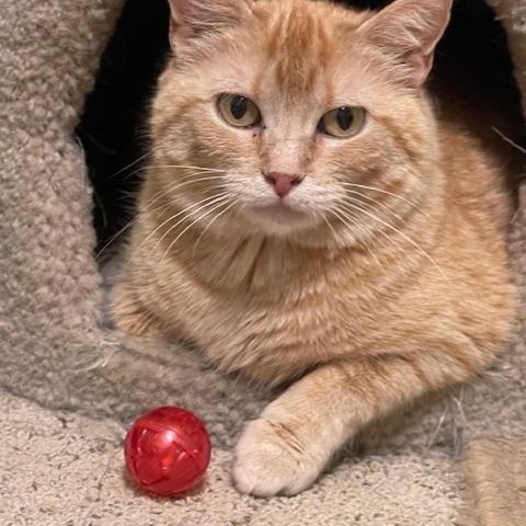 STEPHANIE, a Adoptable mixed breed in Panora, IA image 5/5