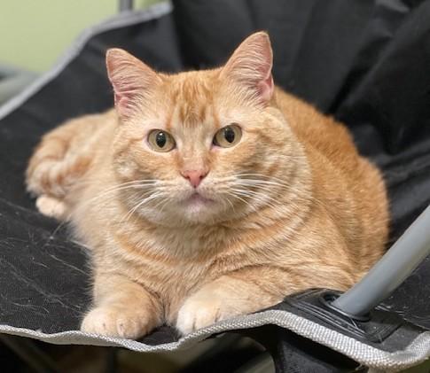 STEPHANIE, an adoptable mixed breed in Panora, IA image 6/6