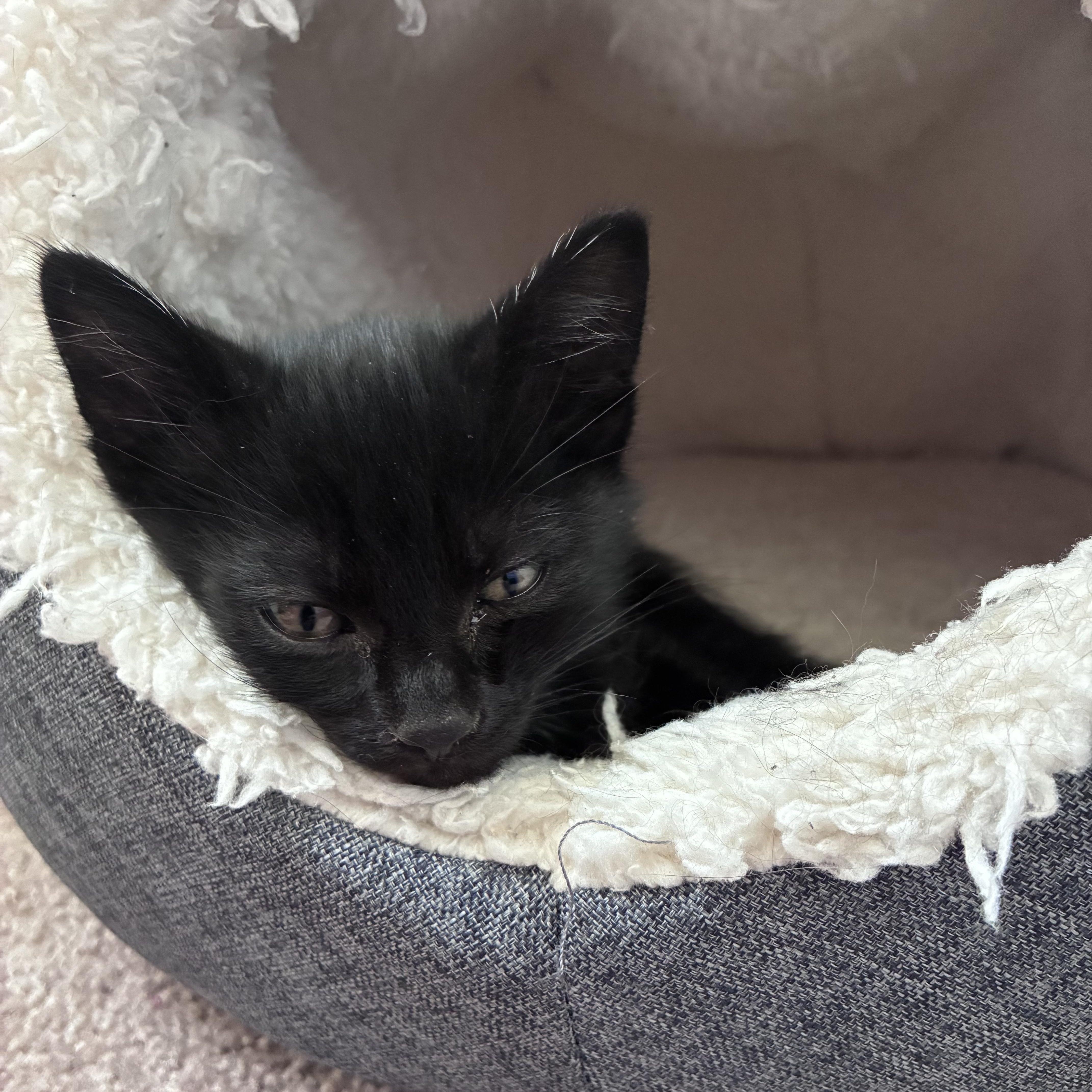 Enlarge Jett, an adopted Domestic Short Hair in Sunnyside, WA image 2/6