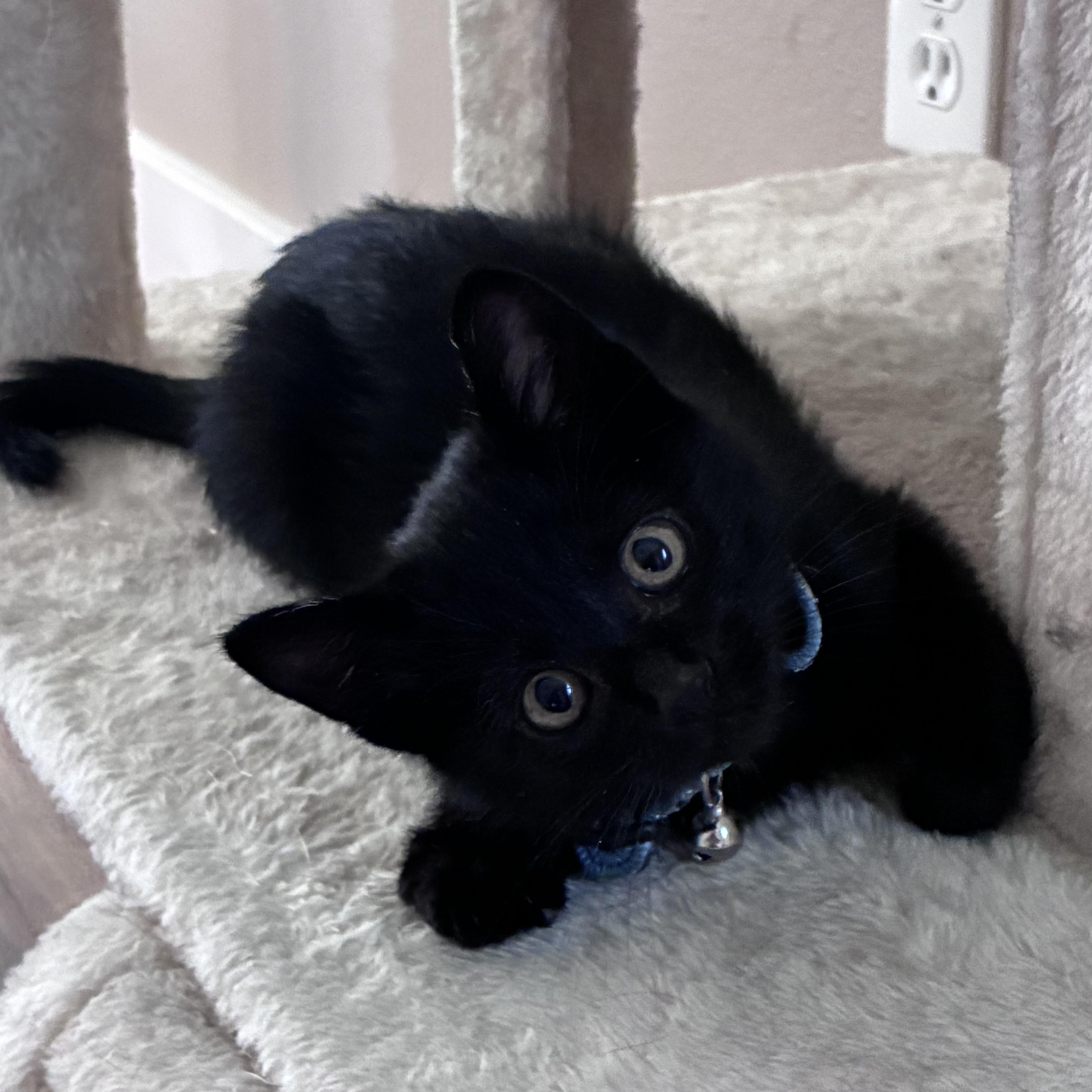 Jett, adopted, Kitten Male Domestic Short Hair.