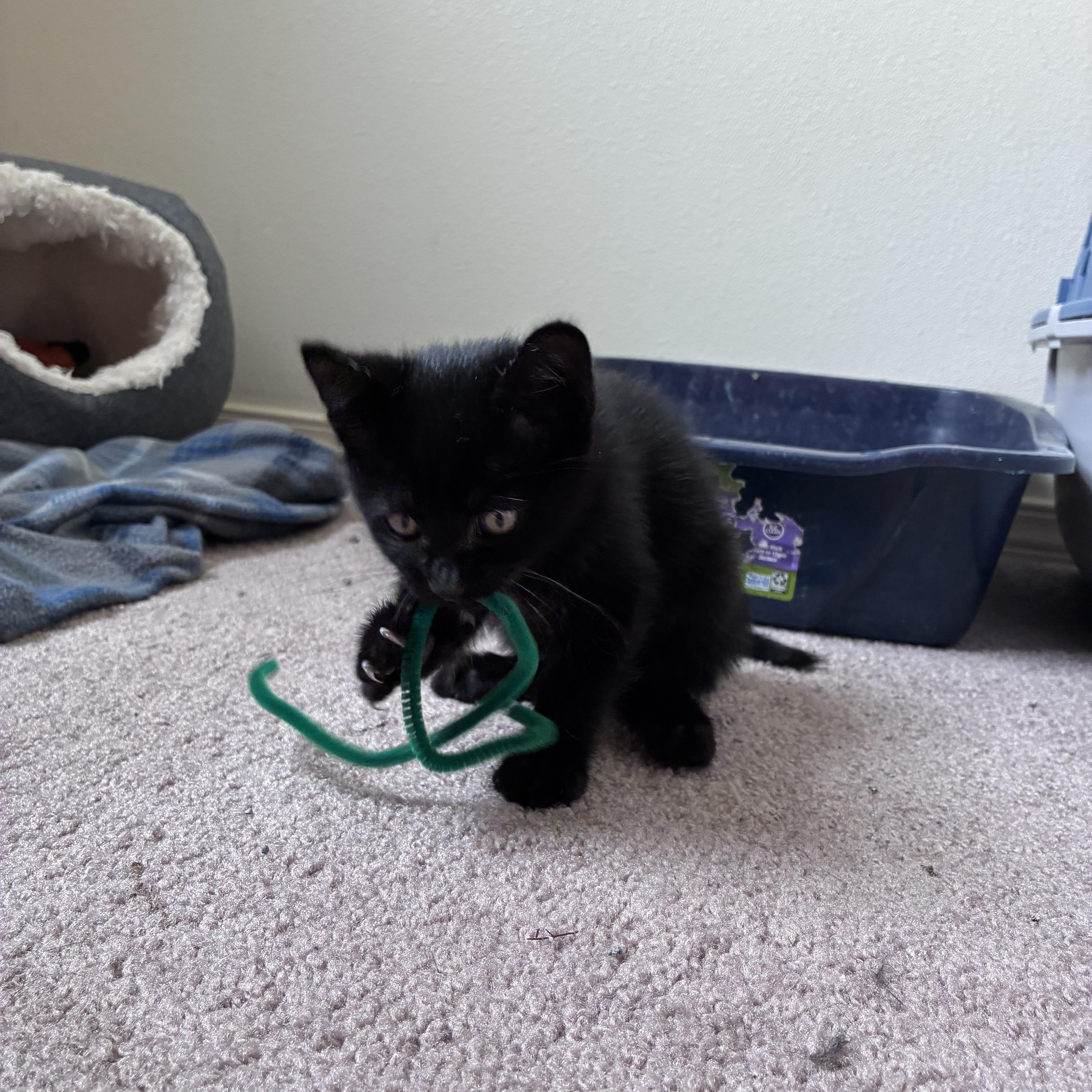 Enlarge Jett, an adopted Domestic Short Hair in Sunnyside, WA image 3/6