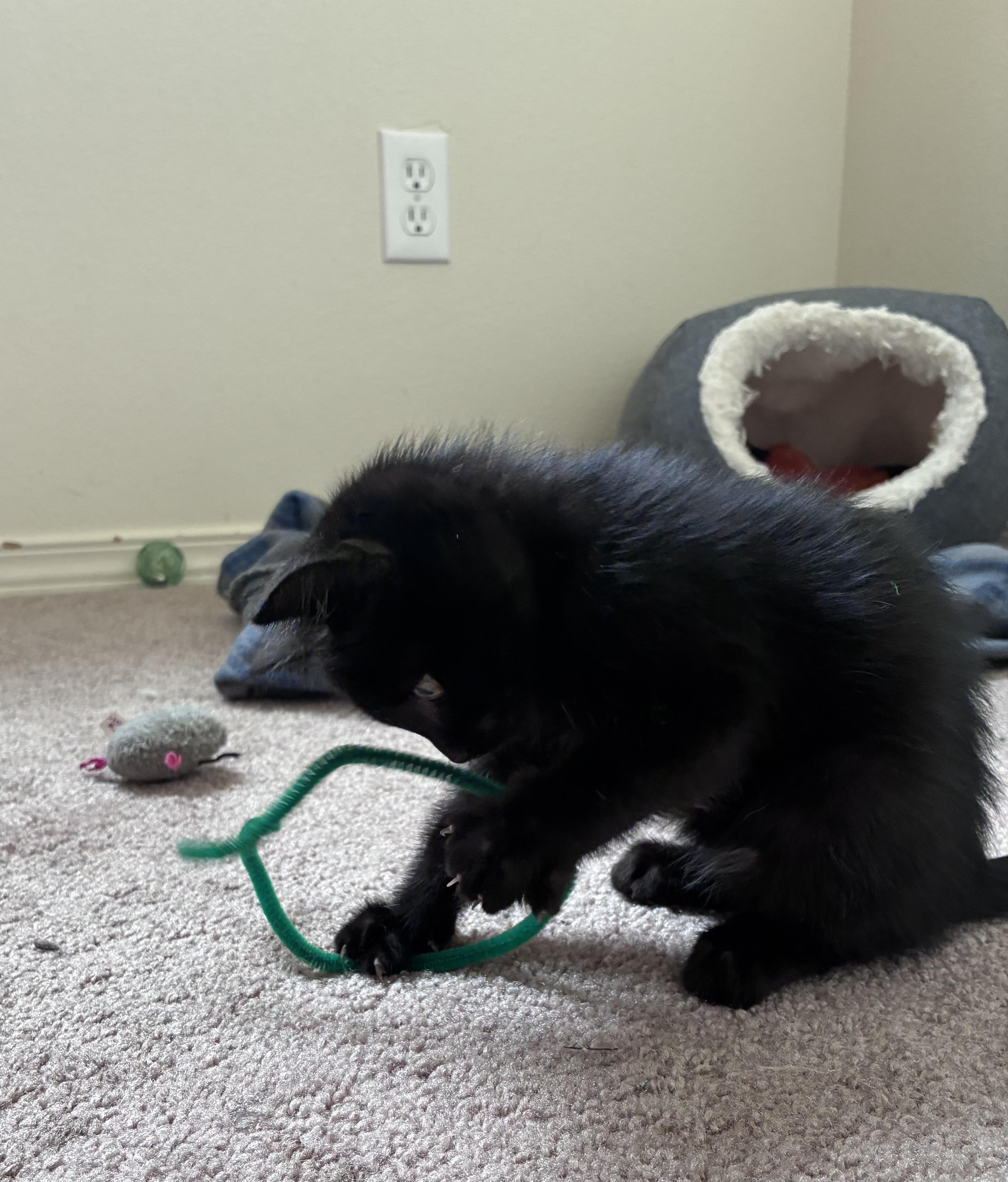 Enlarge Jett, an adopted Domestic Short Hair in Sunnyside, WA image 4/6