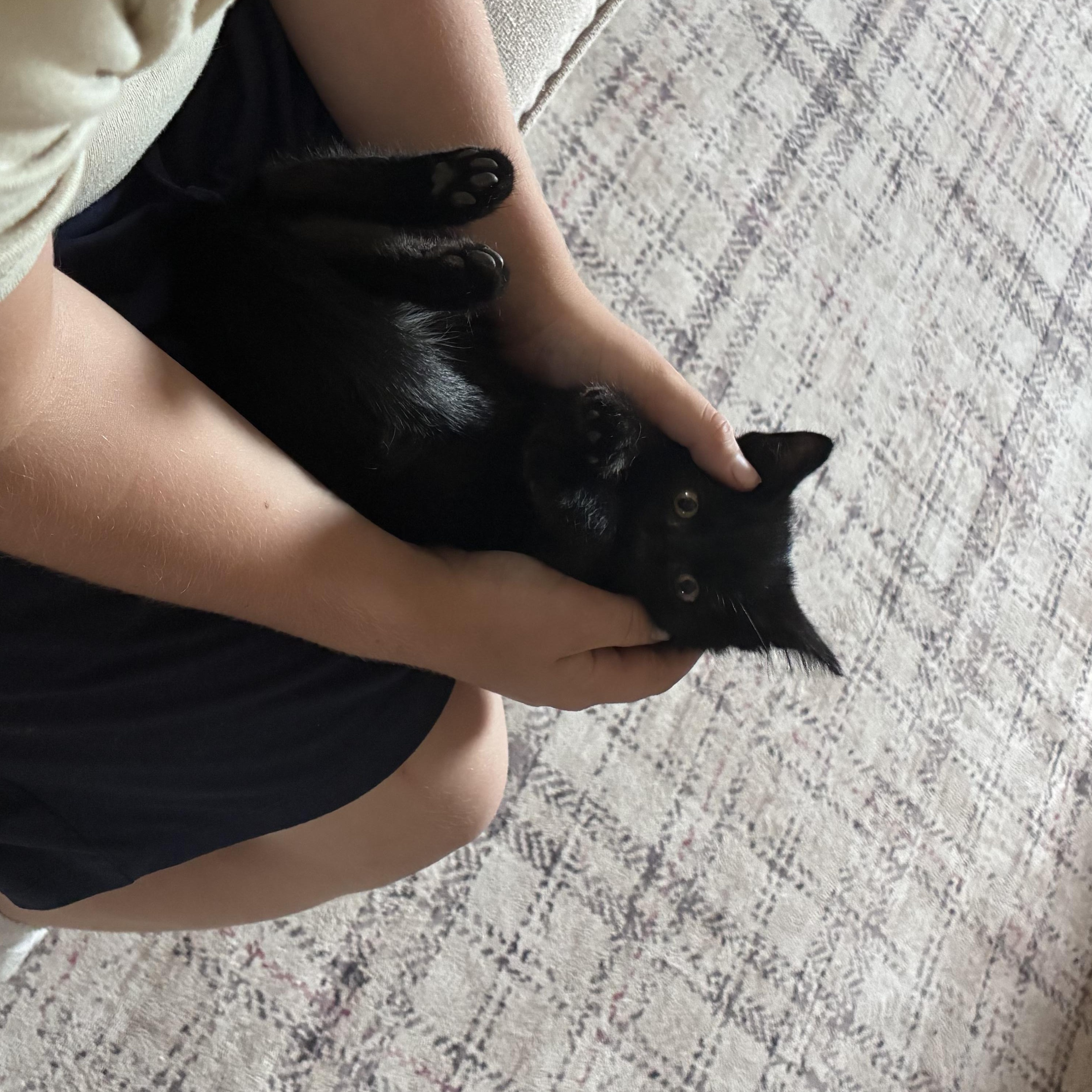 Enlarge Jett, an adopted Domestic Short Hair in Sunnyside, WA image 6/6