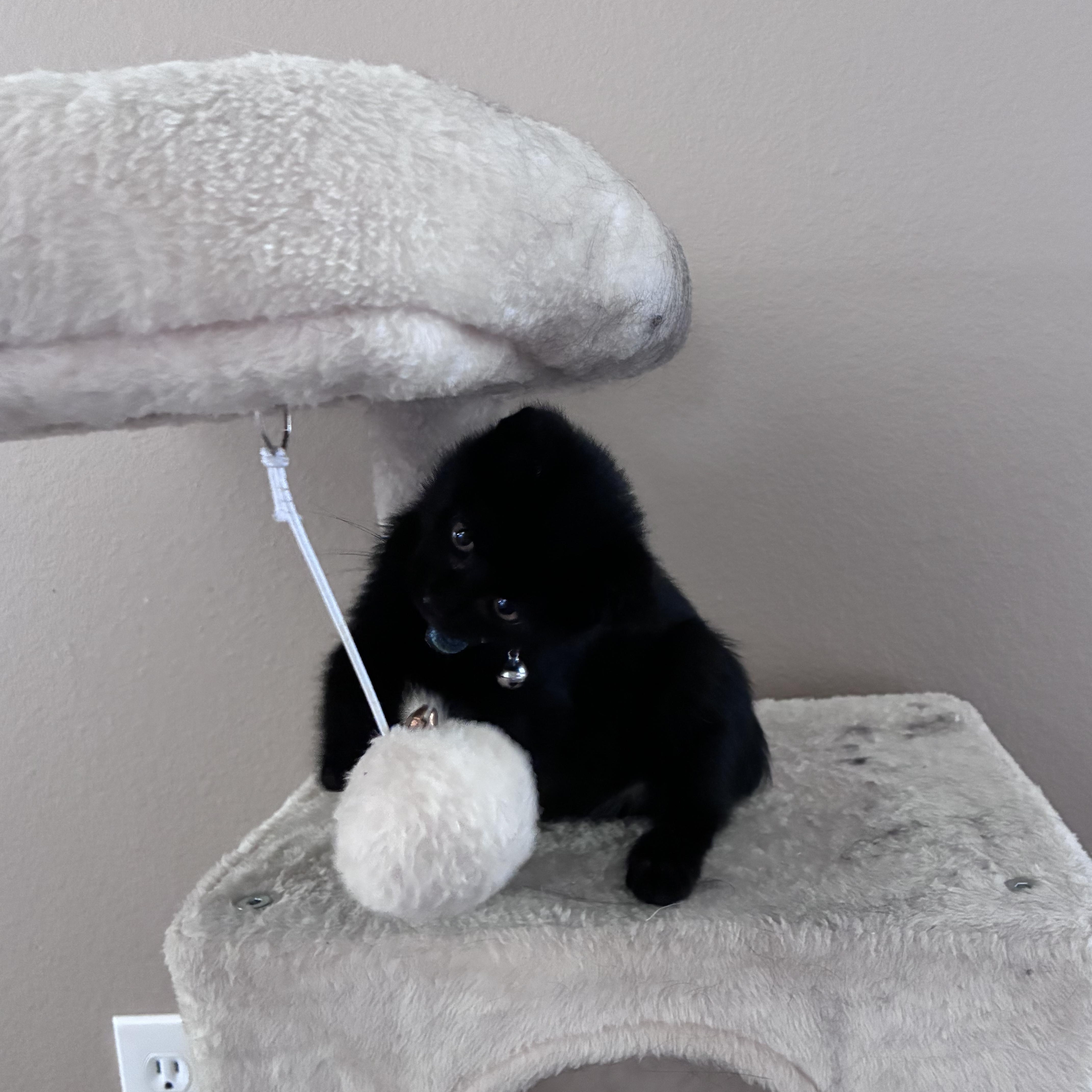 Enlarge Jett, an adopted Domestic Short Hair in Sunnyside, WA image 5/6