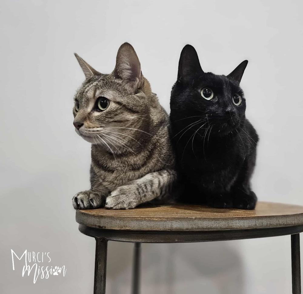 Midnight, Adoptable, Adult Female Domestic Short Hair.