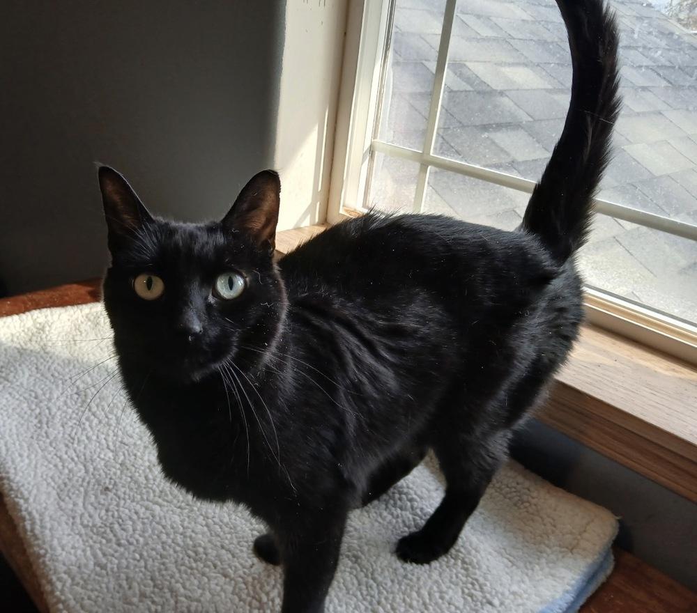 Enlarge Shirley, a Adoptable mixed breed in Spokane , WA image 3/6