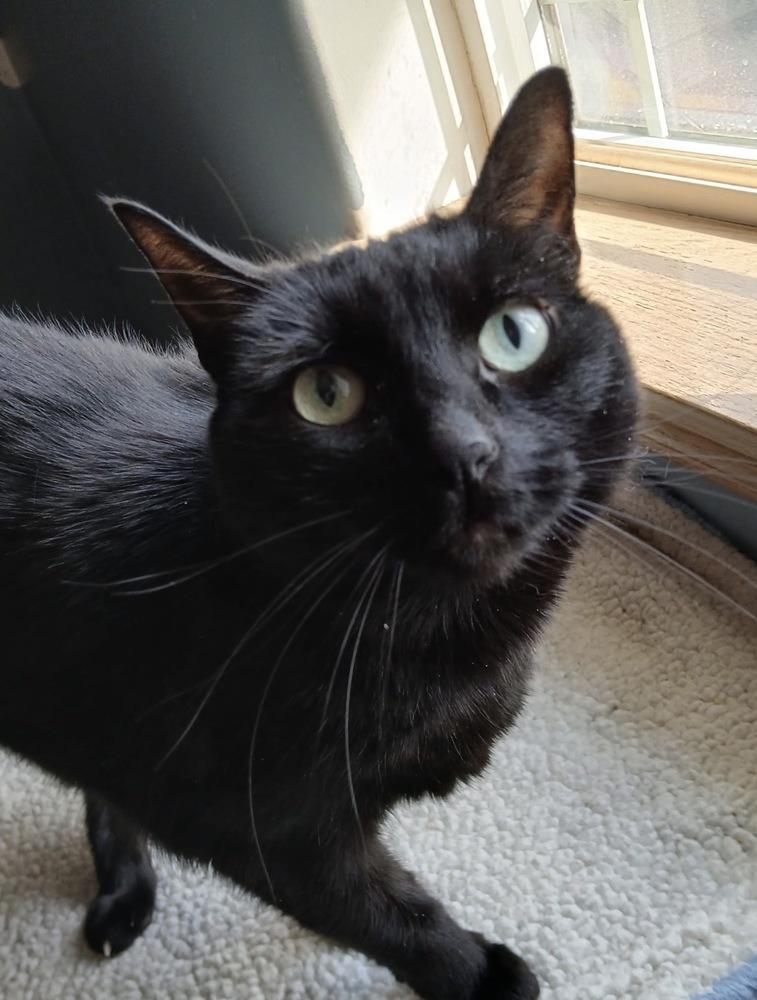 Enlarge Shirley, a Adoptable mixed breed in Spokane , WA image 4/6