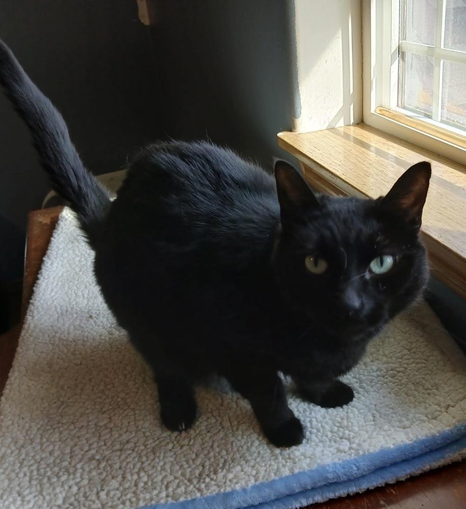 Enlarge Shirley, a Adoptable mixed breed in Spokane , WA image 3/4