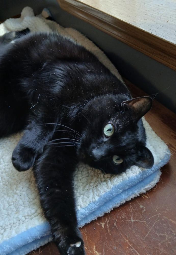 Enlarge Shirley, a Adoptable mixed breed in Spokane , WA image 5/6