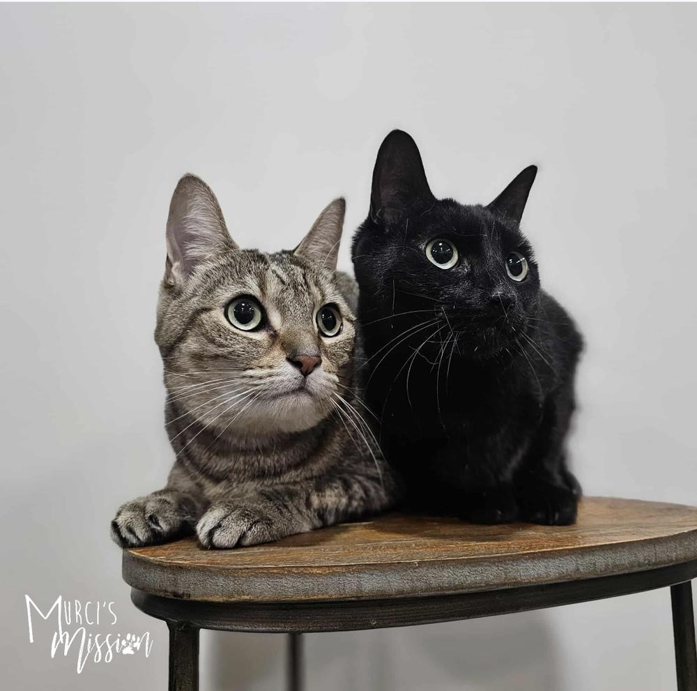 Midnight, a Adoptable mixed breed in Spokane , WA image 3/3