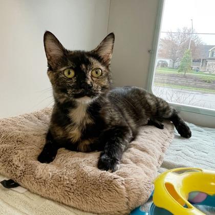 Pepper, Adoptable, Adult Female Domestic Short Hair & Domestic Short Hair.