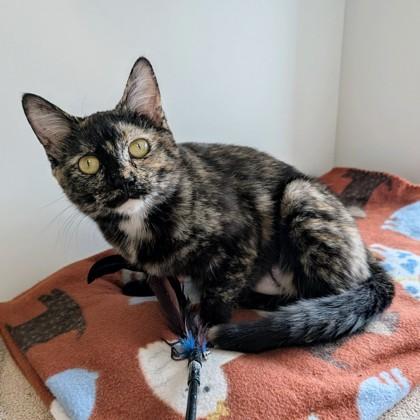 Enlarge Pepper, a Adoptable mixed breed in Wheaton, IL image 2/3