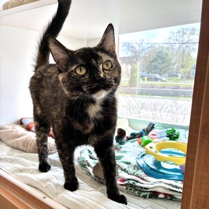 Enlarge Pepper, a Adoptable mixed breed in Wheaton, IL image 3/3